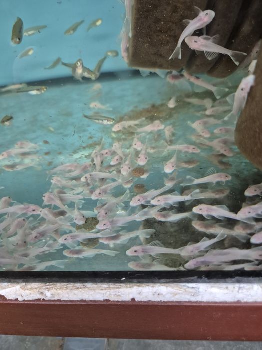 Zbrojnik  l 144 snow