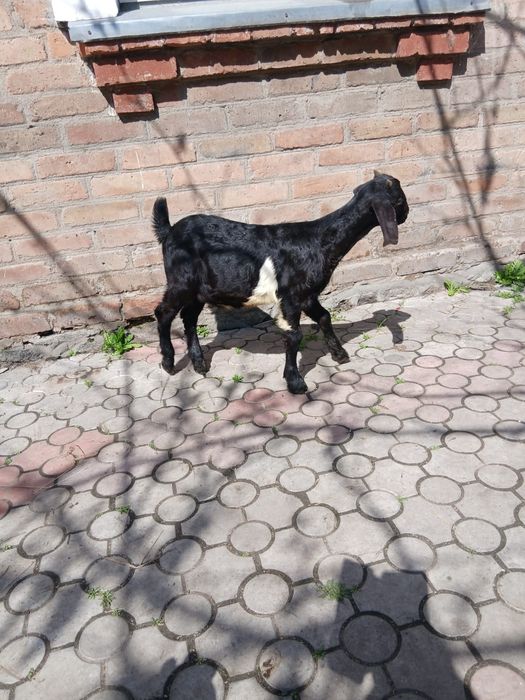 Продаються козенята нуболаманчі