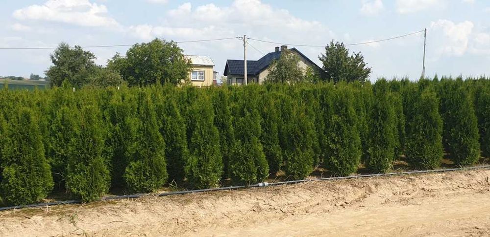 Tuja szmaragd 140 - 150 cm