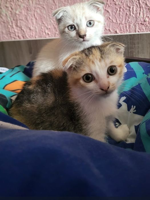Кошенята безкоштовно