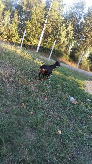 Vendo cabra muito linda raça grande