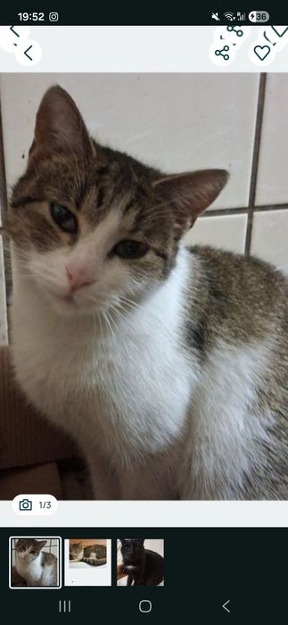 Oddam kotkę około 2 lata