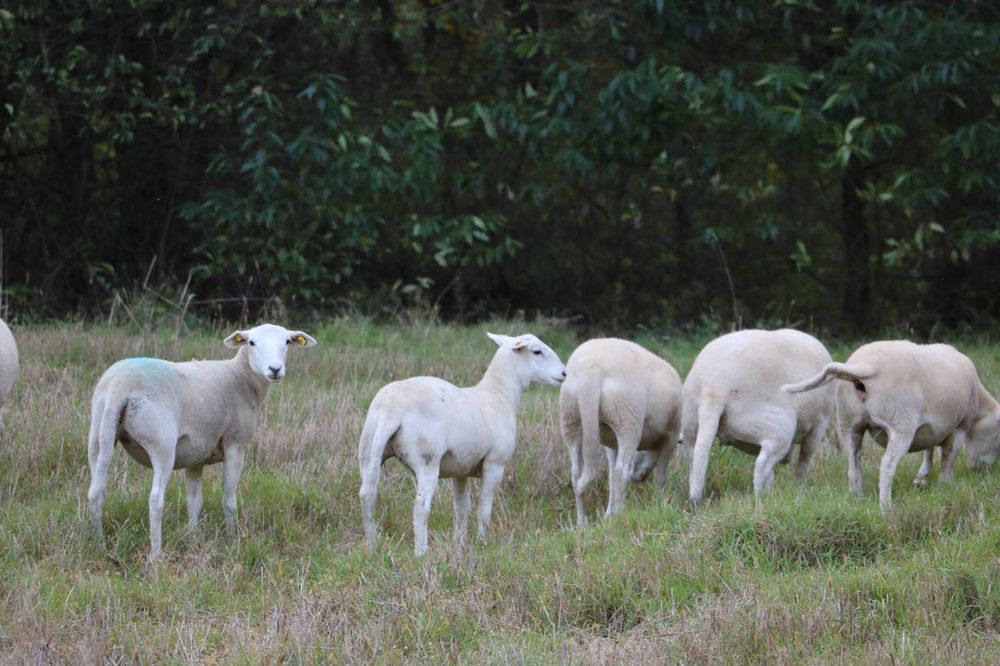 Овци Nolana на продаж