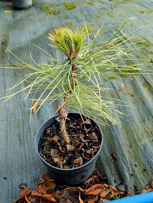 Сосна чорна 'Спілберг' (Pinus nigra 'Spielberg') 2л - 500 грн