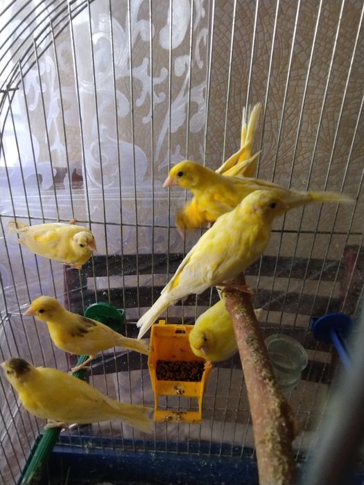 Пропоную клітку для канарок,папуг можна повністю укомплектовать