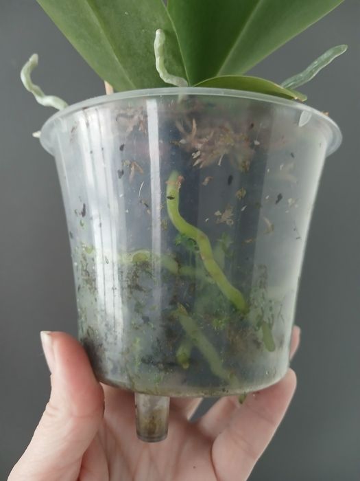 Орхідея фаленопсис Green World