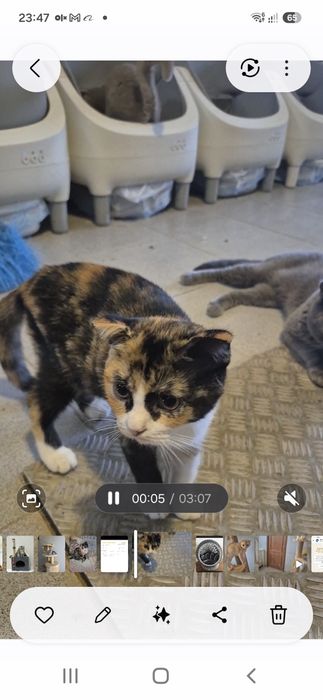 Scottish fold tricolor lindissima (rara)
