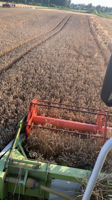 Pszenica Po Centrali