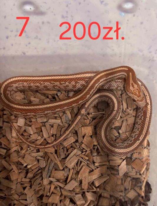 Weze zbozowe (hybrydy)