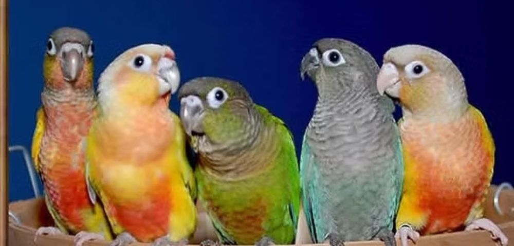 Aves para nova casa