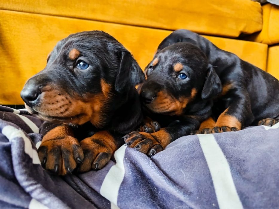 Doberman Szczeniak(i)