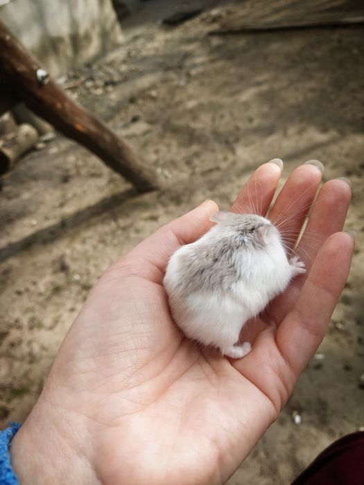Хом'ячата джунгарики і робікі