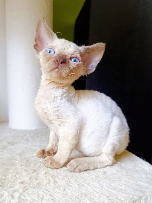 Kocurek Devon Rex CHEATER