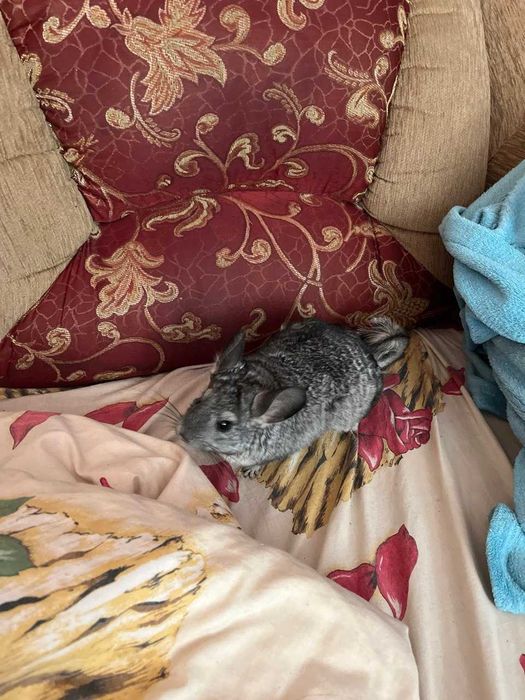 Продам гризуна дівчинка два роки