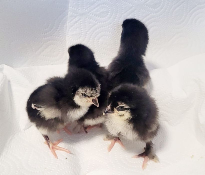 Pisklęta marans araucana silka wayendotte...