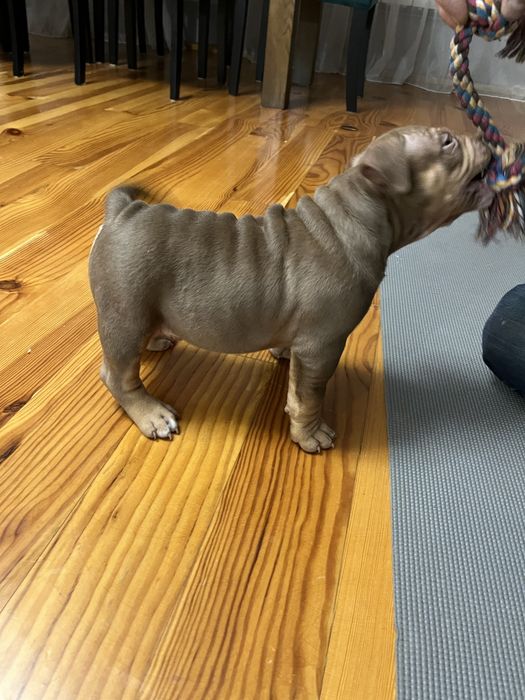 Piesek rasy  American Bully