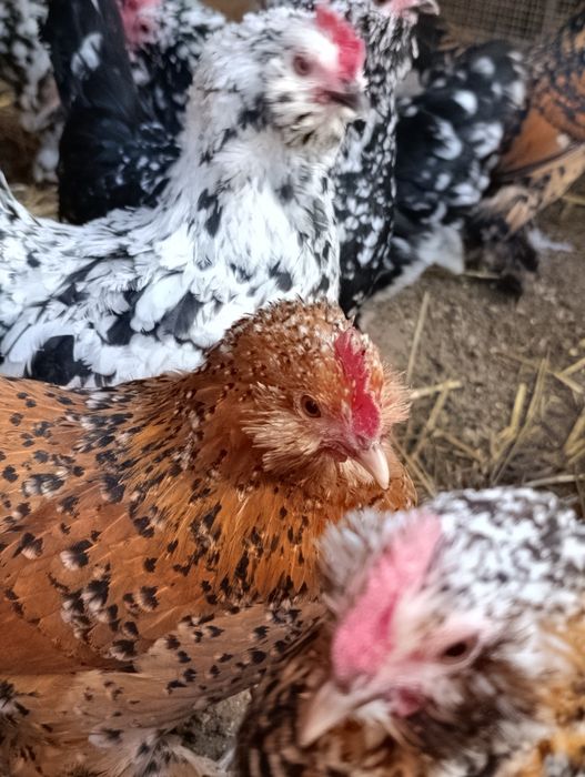 Kury Karzełek Łapciaty