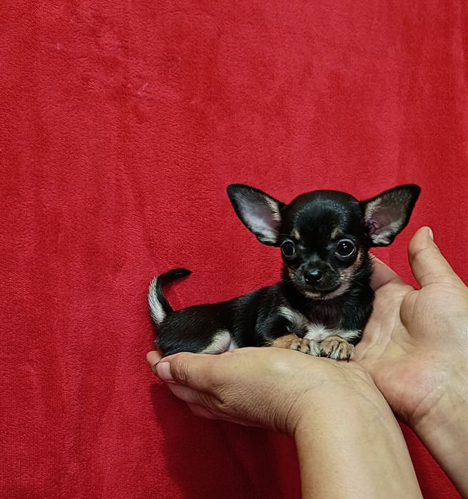 Chihuahua mini dziewczynka