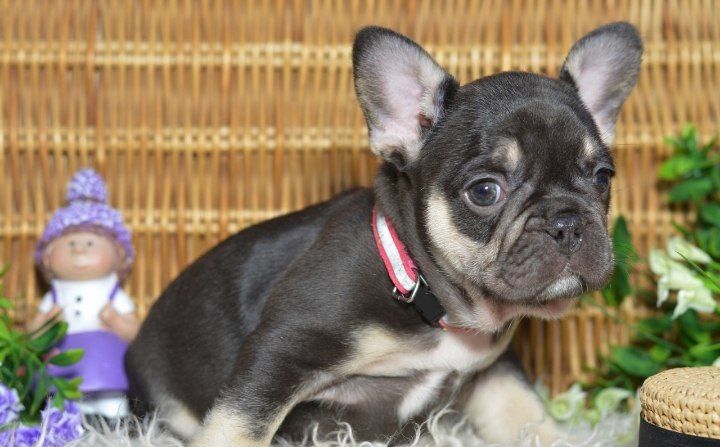 Гарненький малиш, француз