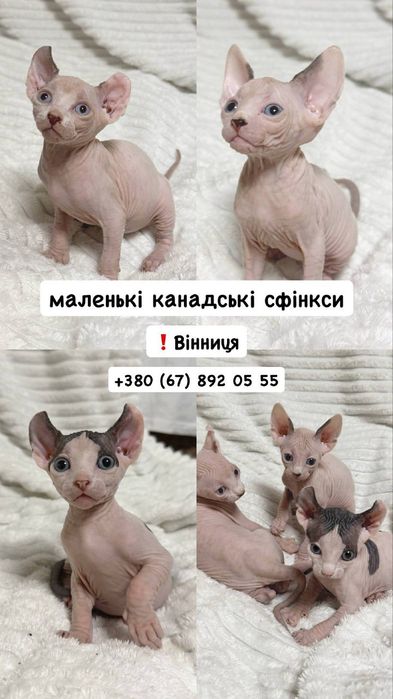 Кошенята сфінкса канадського єльфа
