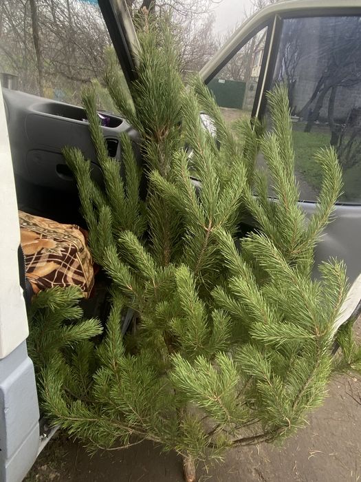 Елка живая ,сосна