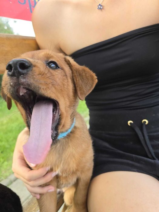 Szczenięta, szczeniaki z dobrym przygotowaniem do adopcji