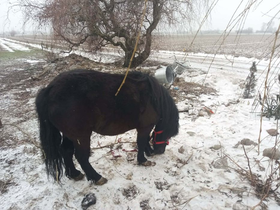 Kucyk klacz szatlandzki