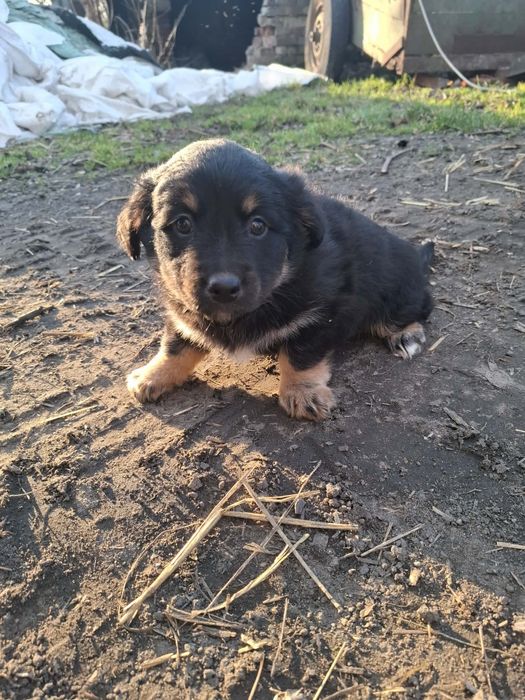 Oddam 8 tygodniową  suczkę