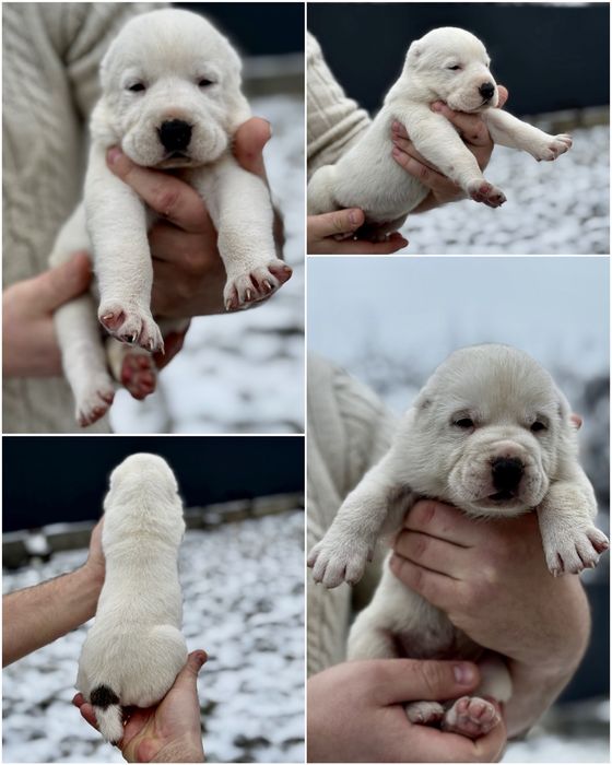 Відкрито бронювання на породних цуценят алабая (САВ)! 
Пропонуємо