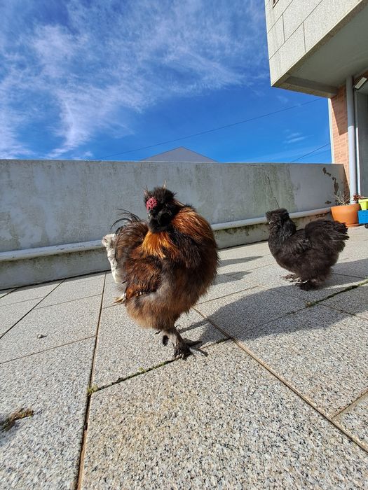 Sedosa do Japão - pintos