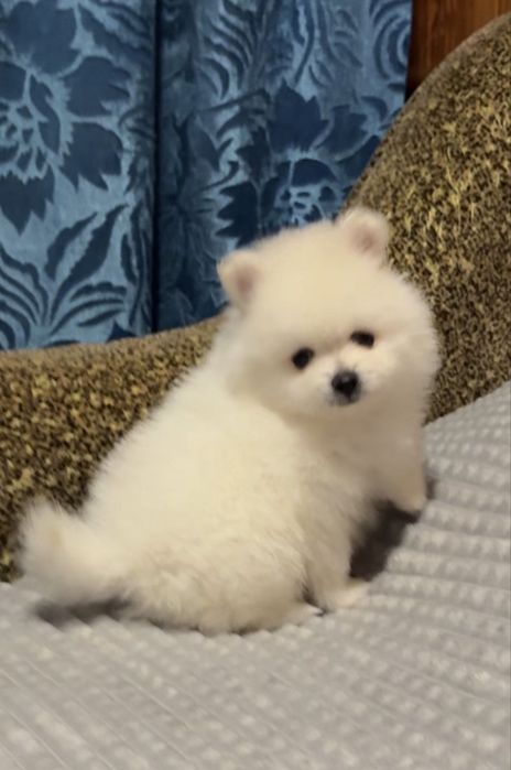 Шпіц хлопчик 1,5 місяці