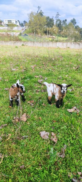 Cabras anãs para venda