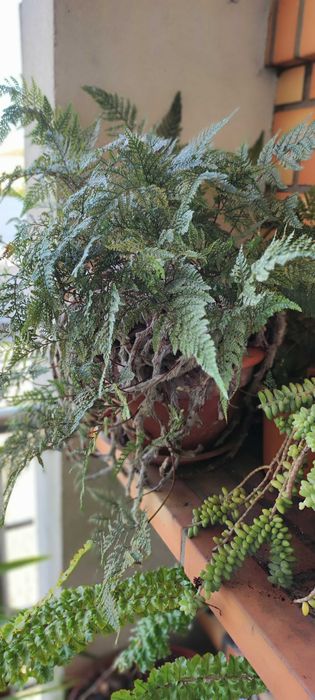 Linda planta aranha.