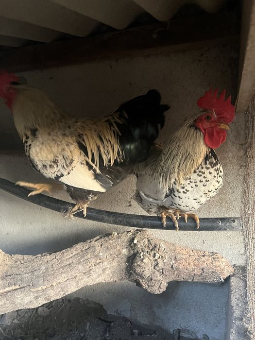 Par de galos/ granizos wyandotte