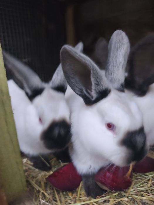 Sprzedam króliki kalifornijskie