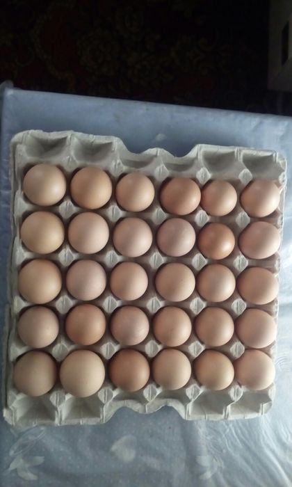 Продаю   інкубаційні  кур'ячі  яйця  Лівенська  ситцева +  Мастер грей