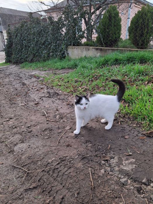 Кошечка, кошенята, котики Первомайск