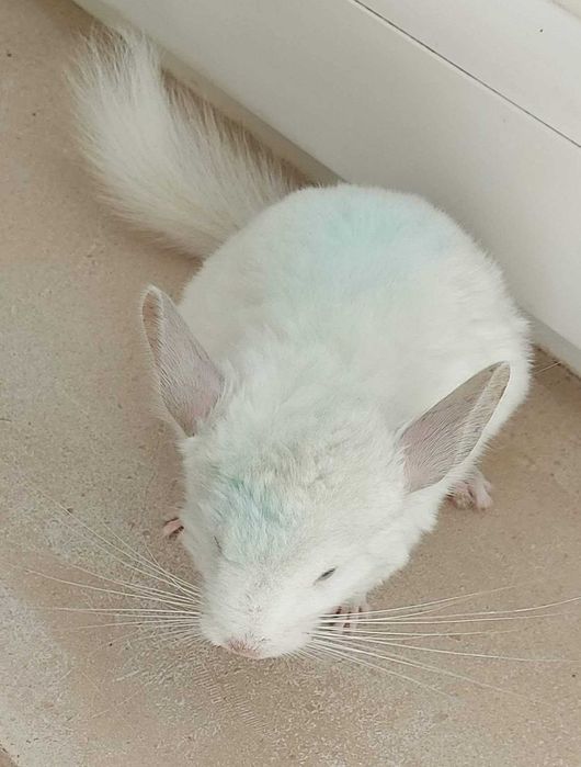 Animal de estimação