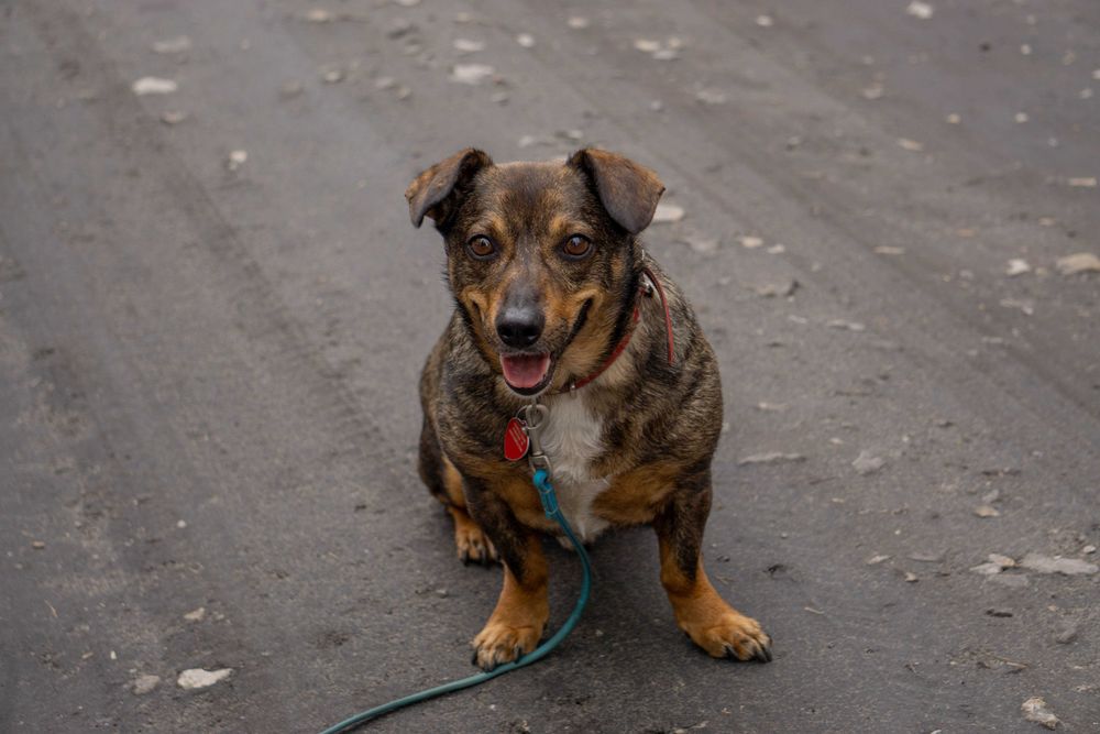 Stefan 5 letni psiak w typie jamniczka do adopcji