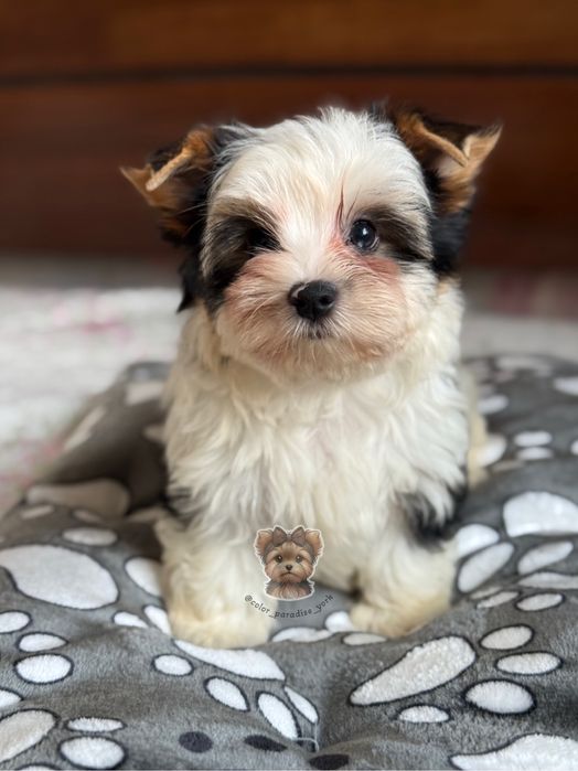 Цуценя Бівер йорк