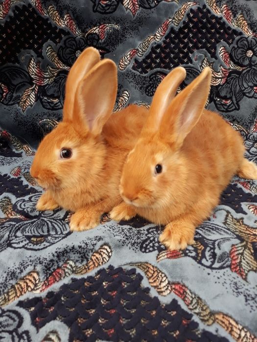 Кролики  Бургундці.