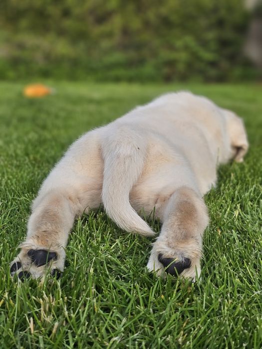 Labrador retriever suka biała