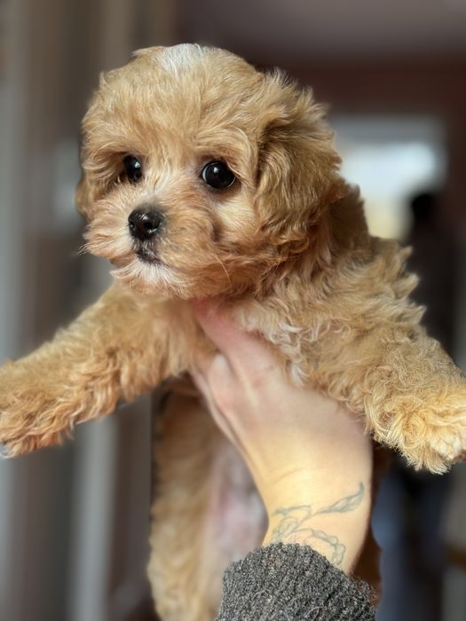 Карамельный мальчик мальтипу кривой рог