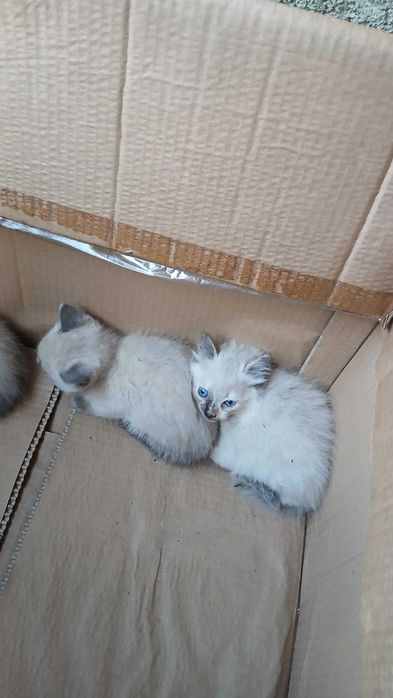 Gatinhos para adoção