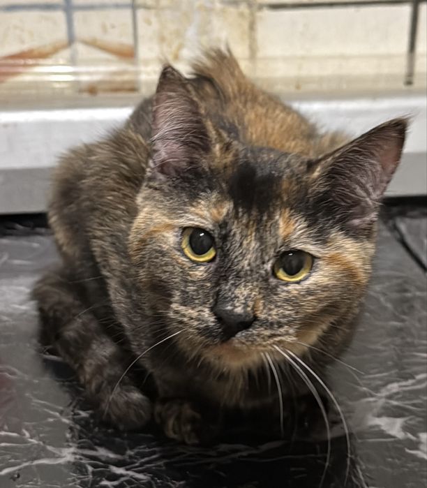 Котенок кошечка в хорошие руки