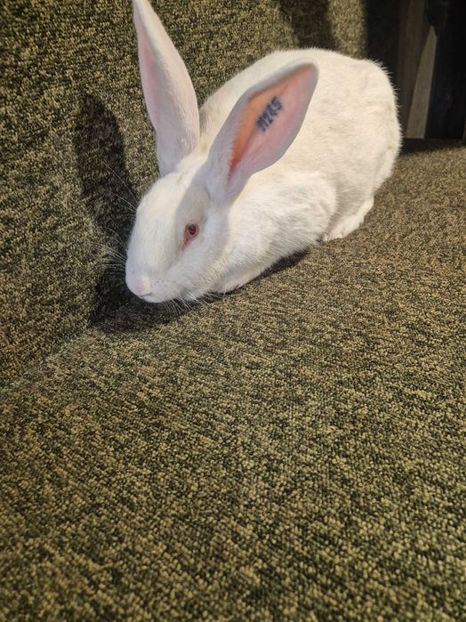 Króliki Termondzkie