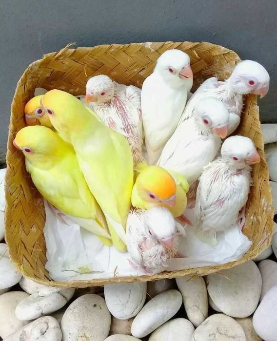 Vendo agapórnis bebés  meiguinhos