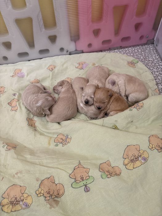 Śliczna suczka Maltipoo