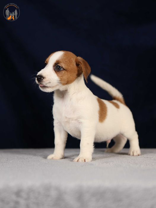 Jack Russell Terrier ZKwP FCI piękny piesek k.włos