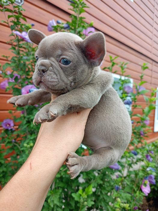 Детки французского бульдога